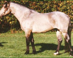 Deckhengst Patty's Silverdun Velvet (Connemara-Pony, 1991, von Bengt)