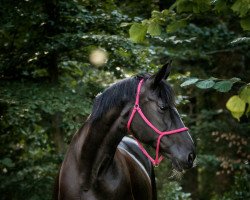 broodmare Schwarze Perle (Württemberger, 2002, from Roy Black)