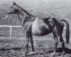 Zuchtstute Polarfahrt (Trakehner, 1940, von Bussard)