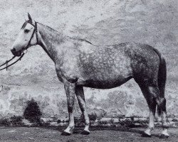 broodmare Peraea (Trakehner, 1943, from Hirtensang)