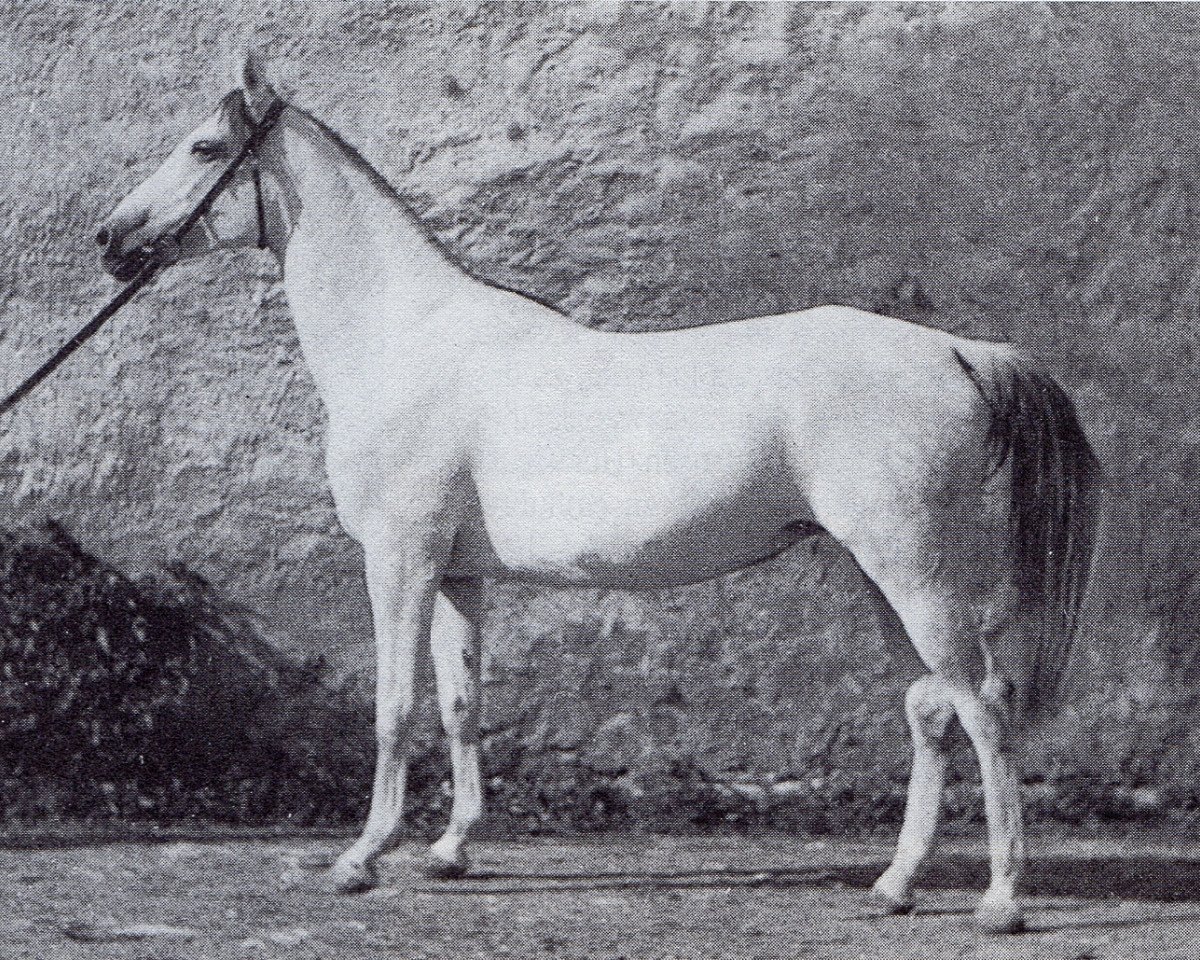 broodmare Pelargonie (Trakehner, 1942, from Lowelas ox 4178)