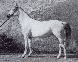 broodmare Pelargonie (Trakehner, 1942, from Lowelas 1930 ox)