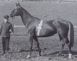 Zuchtstute Goldelse (Trakehner, 1938, von Polarstern)