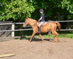 broodmare Sacha's Melody (New Forest Pony, 1991, from Oleander)