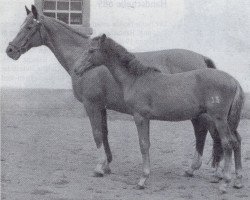 Zuchtstute Corvette (Trakehner, 1942, von Hirtensang)