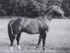 stallion Goldfisch de Lauzelle (Hanoverian, 1976, from Gotthard)