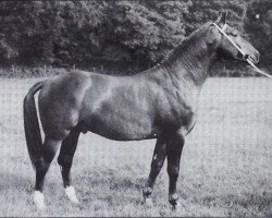 stallion Goldfisch de Lauzelle (Hanoverian, 1976, from Gotthard)