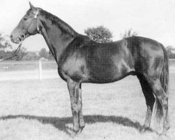 stallion Reinald xx (Thoroughbred, 1943, from Aventin xx)