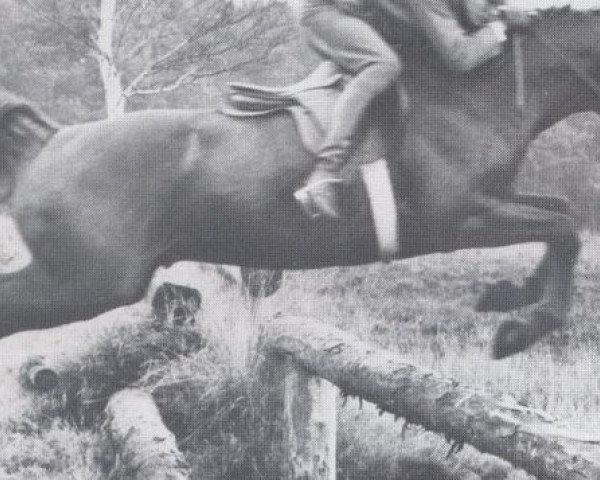 stallion Regent (Holsteiner, 1963, from Reinald xx)