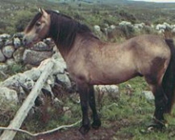 Deckhengst Mac Dara (Connemara-Pony, 1948, von Dun Lorenzo)