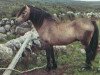 Deckhengst Mac Dara (Connemara-Pony, 1948, von Dun Lorenzo)