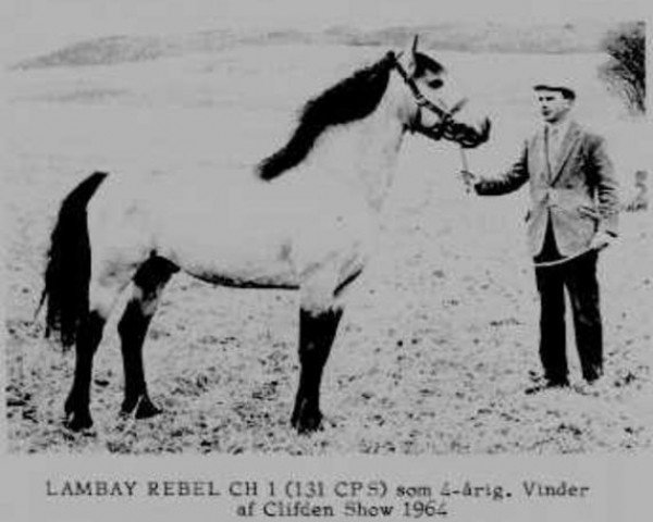 Deckhengst Lambay Rebel CH 1 (Connemara-Pony, 1960, von Mac Dara)