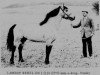 Deckhengst Lambay Rebel CH 1 (Connemara-Pony, 1960, von Mac Dara)