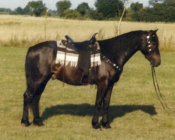 horse Mayglare Sunday (Connemara Pony, 1994, from Mayglare Sunday)