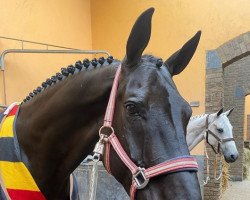 dressage horse Dark Lord Silvano (Oldenburg, 2011, from Sandro Hit)