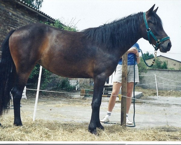 Zuchtstute Felina (Connemara-Pony, 1998, von Dreikronen Lucky Star)