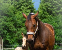 broodmare Caya (Hanoverian, 2011, from Cador 5)