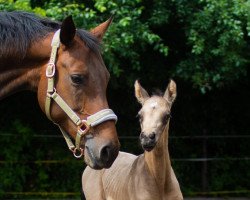 horse Imani (Deutsches Reitpony, 2021, from Cadlanvalley Sir Ivanhoe)