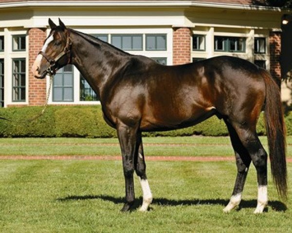 stallion Courageous Cat xx (Thoroughbred, 2006, from Storm Cat xx)