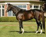 stallion Courageous Cat xx (Thoroughbred, 2006, from Storm Cat xx)