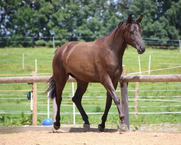 broodmare Herbstmond (Trakehner, 2012, from Kasparow)