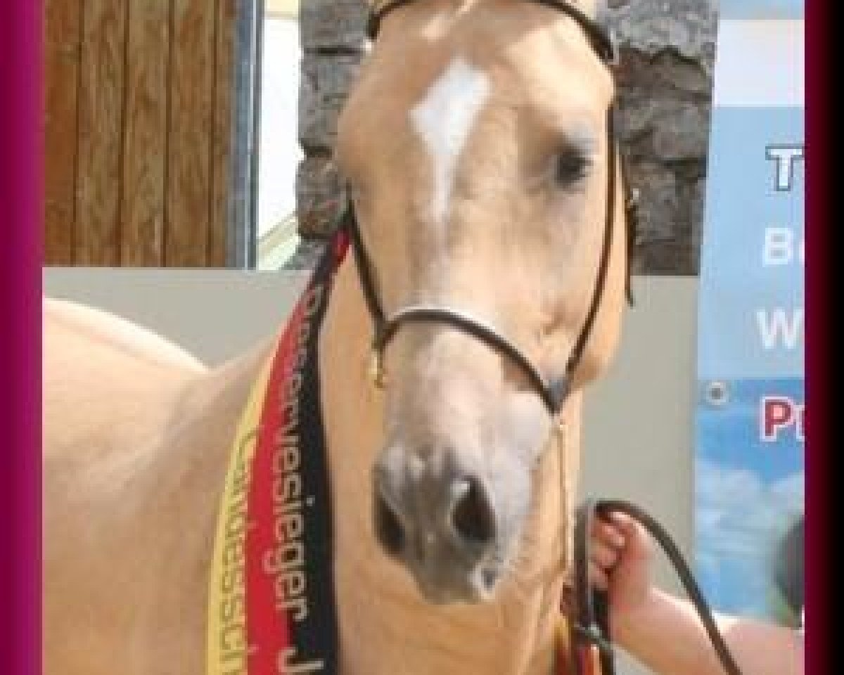 Dressurpferd Grammemühle's Golden Avalon (Deutsches Reitpony, 2006, von FS Golden Highlight)
