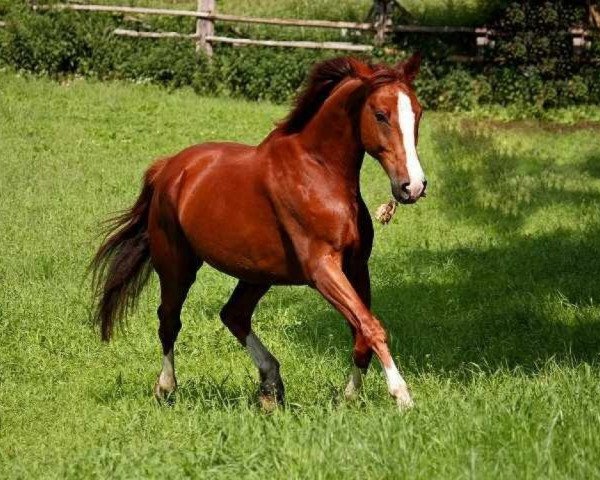 horse Saratoga (Trakehner, 2002, from Itaxerxes)