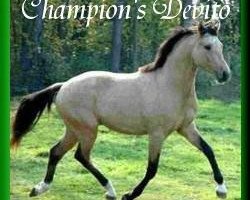 dressage horse Champion's Devito (German Riding Pony, 2005, from FS Champion de Luxe)