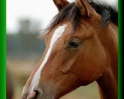 broodmare Donna Imma (German Riding Pony, 2000, from FS Don't Worry)