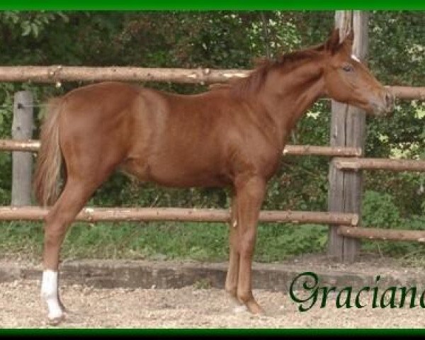 jumper Graciano (German Riding Pony, 2002, from FS Golden Highlight)