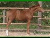 Springpferd Graciano (Deutsches Reitpony, 2002, von FS Golden Highlight)