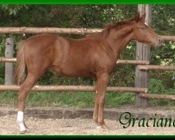 Springpferd Graciano (Deutsches Reitpony, 2002, von FS Golden Highlight)