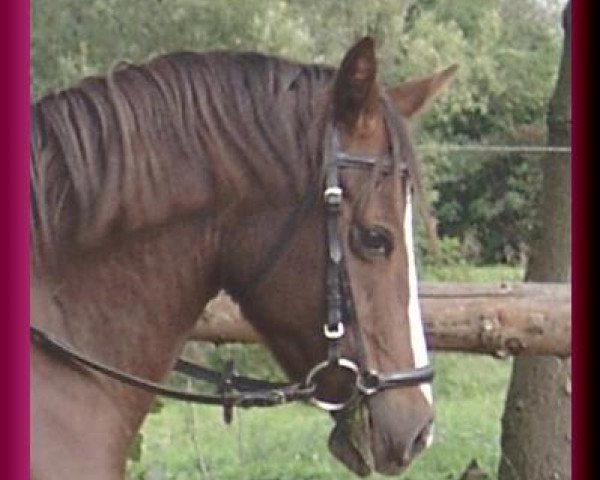 broodmare Gunilla (German Riding Pony, 1995, from Saphir)
