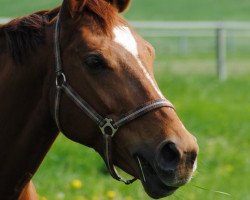 broodmare Faibel (Westphalian, 1998, from Fidermark)