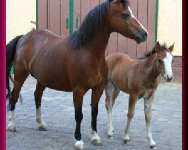 Zuchtstute Eslandia's Evelien (Welsh Mountain Pony (Sek.A), 1994, von Hoefke's Timbrie)