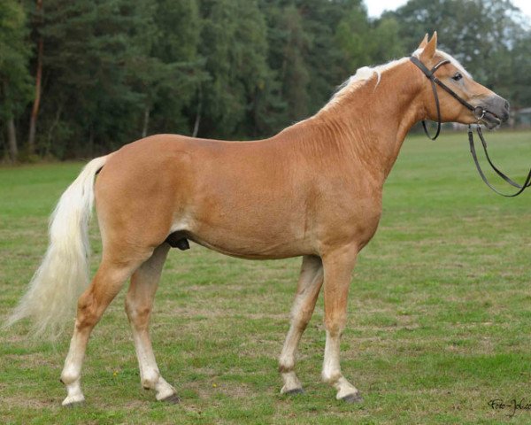 horse Akomet (Haflinger, 2011, from Antares (1,17% ox))