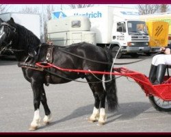 horse Jumping's Black-Jack (Welsh mountain pony (SEK.A), 2003, from Vikarien's Jel.)