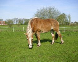 Pferd Nadinah (Haflinger, 1994, von Hofprinz)