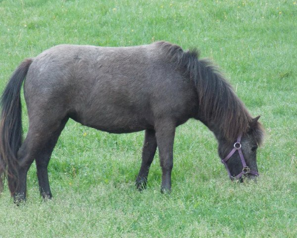 Zuchtstute Crepe (Shetland Pony, 2011, von Vaderhoeve's Shaggy)