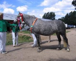 broodmare AC-Soft Jewel af Engvang (Connemara Pony, 1998, from Øxenholm Godot)