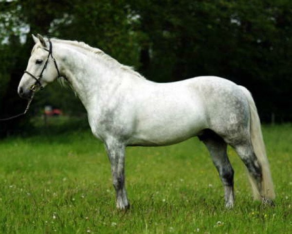 stallion AC-Samson af Engvang (Connemara Pony, 2004, from Skousboe Morning Rock)
