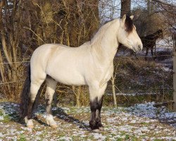 stallion Hohnhorst Jaro (Connemara Pony, 2006, from Hesselbjerggard Justice)