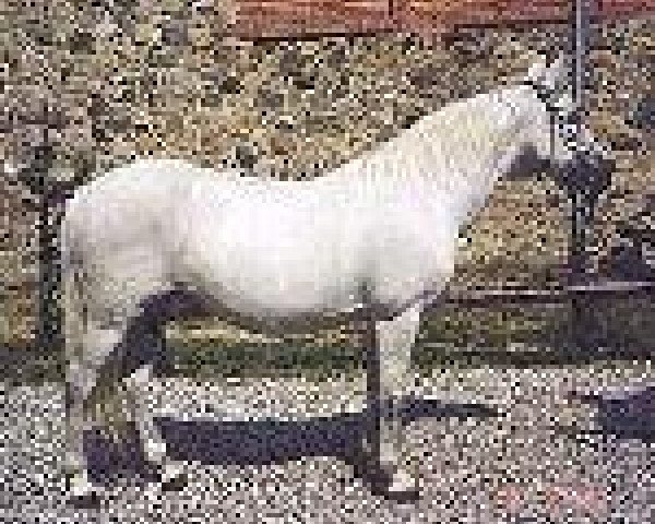 broodmare Hovholmens Maj (Connemara Pony, 1978, from Majgaardens Paddy)