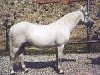 Zuchtstute Hovholmens Maj (Connemara-Pony, 1978, von Majgaardens Paddy)