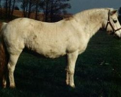 broodmare Holens Samantha (Connemara Pony, 1970, from Rosenaharley Mac Milo)