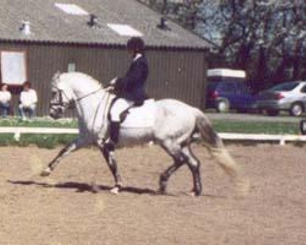 stallion Pilgaards Sammy Junior (Connemara Pony, 1985, from Øxenholm Sammy)