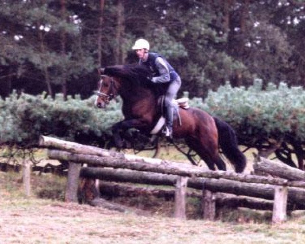 stallion Hesselbjerggard Justice (Connemara Pony, 2000, from Pilgaards Sammy Junior)