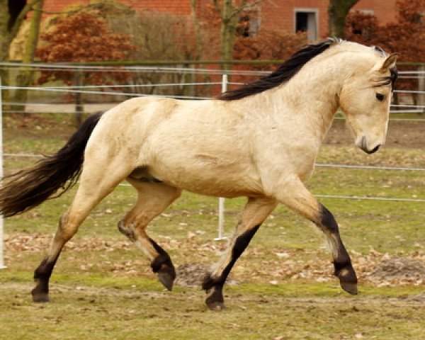 Deckhengst Hesselbjerggård Jaronimo (Connemara-Pony, 2010, von Hohnhorst Jaro)