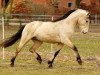 Deckhengst Hesselbjerggård Jaronimo (Connemara-Pony, 2010, von Hohnhorst Jaro)