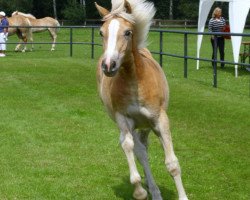 broodmare Hanna-Kathrin (Haflinger, 2011, from Steintänzer)